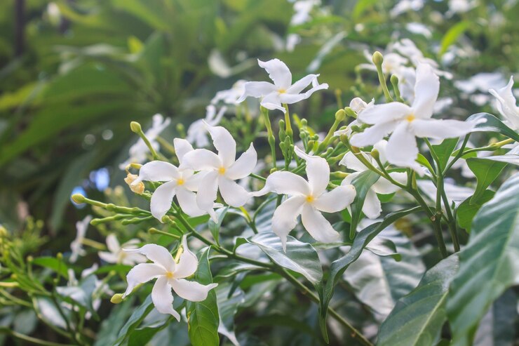 Sampaguita blanc Jasmin ou Jasmin d&#39;Arabie
