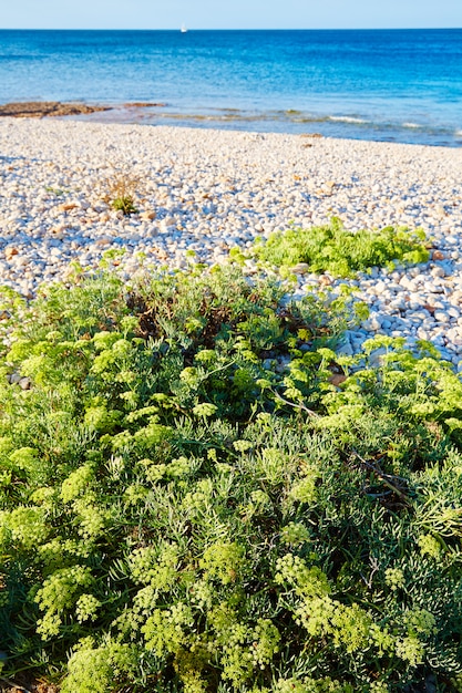 Samphire Crithmum maritimum plante Espagne