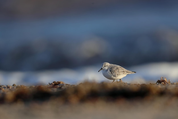 Photo un sanderling sur une plage