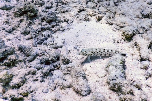 Sandperch moucheté (Parapercis hexophtalma) Eaux tropicales, Vie marine