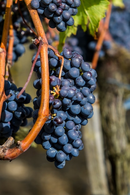 Sangiovese raisins dans la région de Montalcino en Toscane, Italie