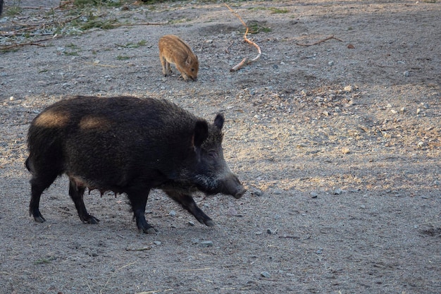 Sanglier, cochon sauvage commun, cochon sauvage eurasien ou cochon sauvage (Sus scrofa) Stockholm, Suède