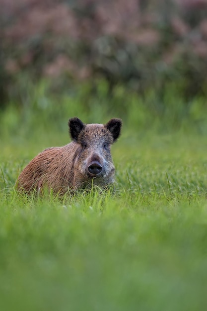 Un sanglier dans une clairière.