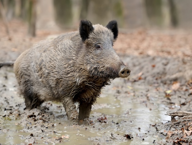 Sanglier dans la forêt d'automne