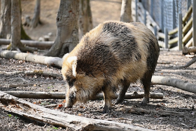 Sanglier dans la forêt Fond de nature colorée