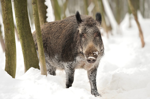 Sanglier dans la forêt d'hiver