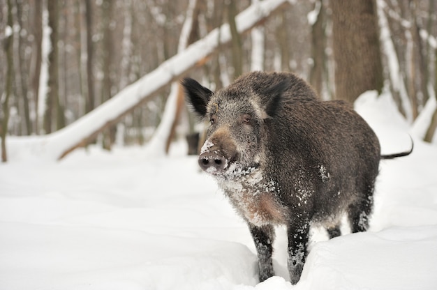 Sanglier dans la forêt d'hiver