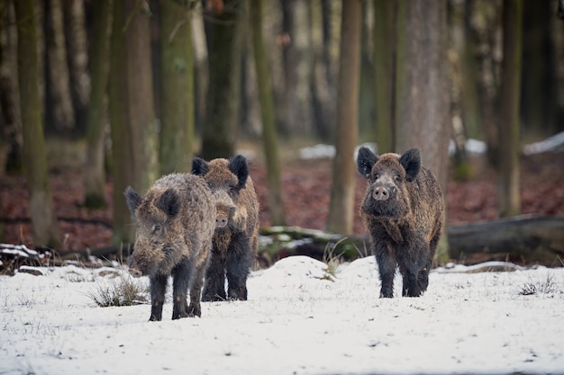 sanglier dans l'habitat naturel animal dangereux dans la forêt république tchèque nature sus scrofa