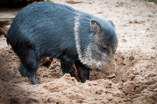 Sanglier debout dans le sable