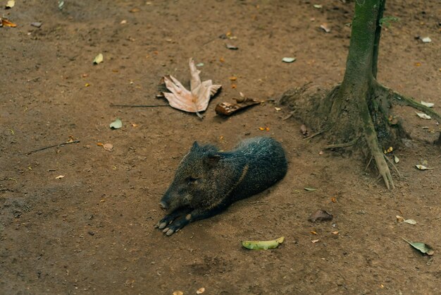 Le sanglier dort sur le sol.