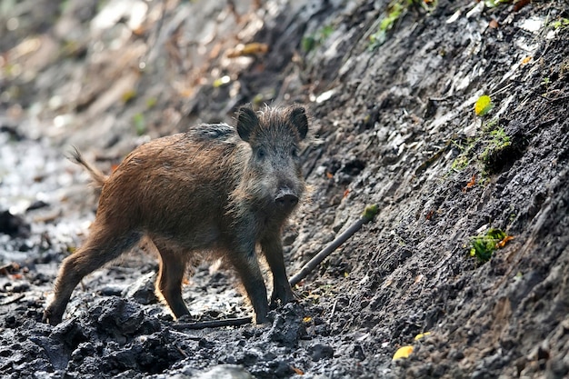 Sanglier à l&#39;état sauvage