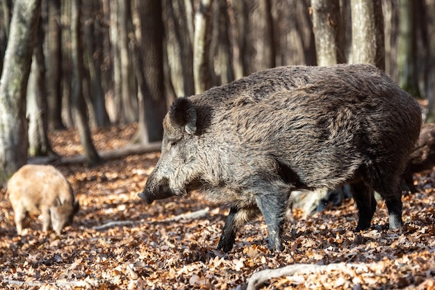 Sanglier sur le fond de la forêt d'automne Photo de nature sauvage