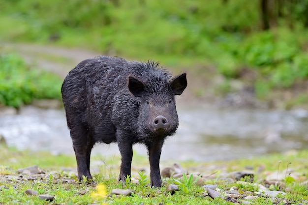 Sanglier sur la forêt en été