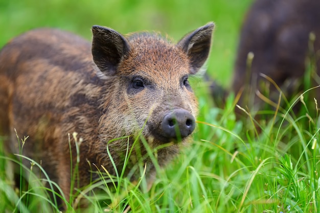 Sanglier sur la forêt en été