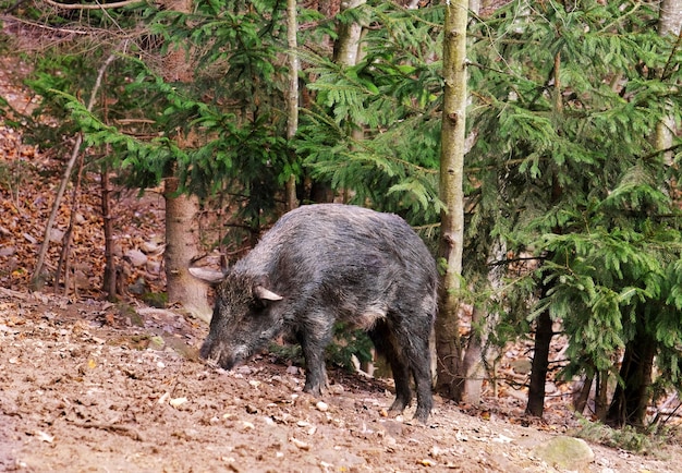 Sanglier en forêt