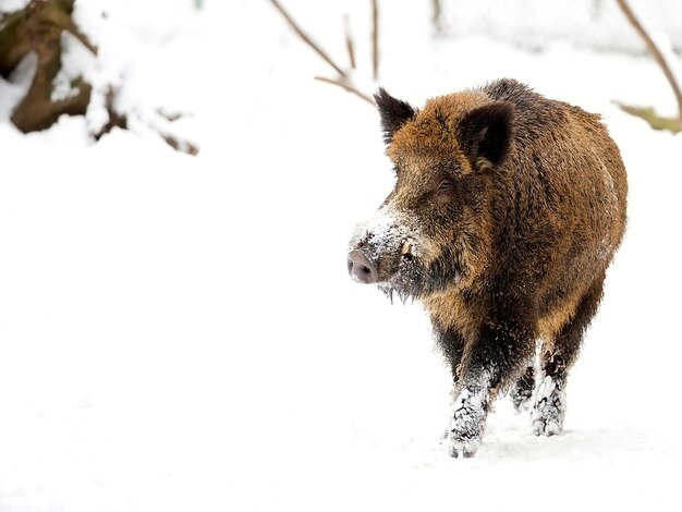 Sanglier en hiver