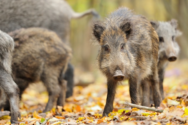 Sanglier mâle en automne, dans la forêt