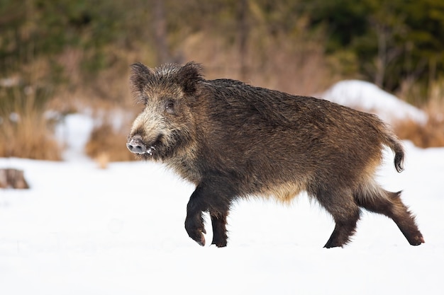 Sanglier marchant sur une prairie enneigée en hiver