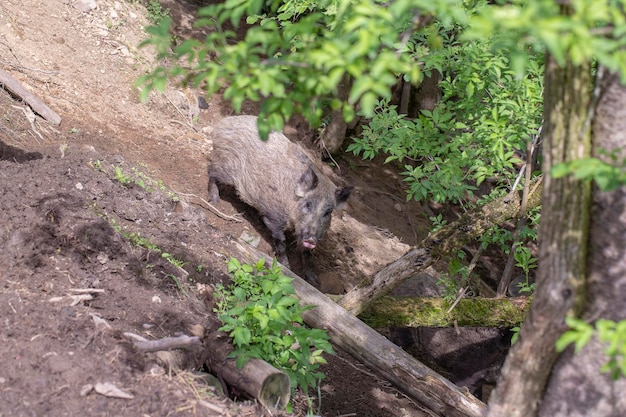 Sanglier marchant sur le sol en gros plan de la nature