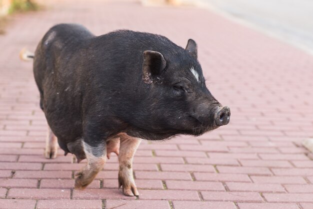 Sanglier noir ou cochon marchant sur le pré. Faune dans l'habitat naturel