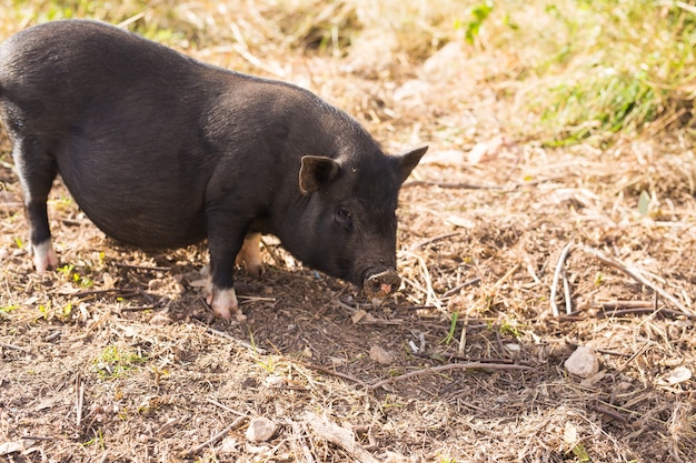 Le Sanglier Noir Ou Le Porc Se Bouchent.