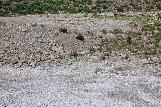 Sanglier de peste porcine dans la ville de Gênes rivière Bisagno faune urbaine à la recherche de nourriture dans les ordures et au repos