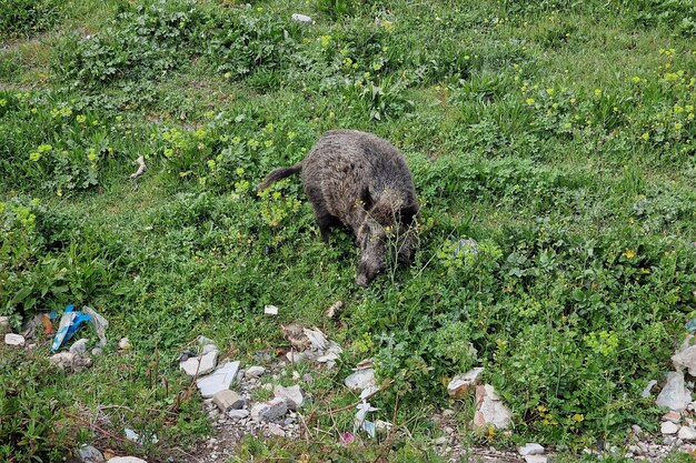 Sanglier de peste porcine dans la ville de Gênes rivière Bisagno faune urbaine à la recherche de nourriture dans les ordures et au repos