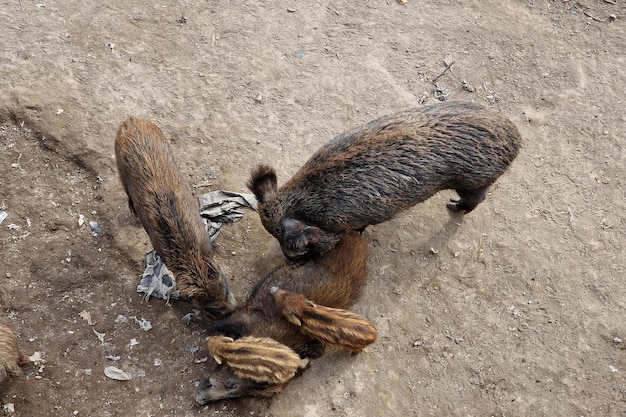 Sanglier de peste porcine dans la ville de Gênes rivière Bisagno faune urbaine à la recherche de nourriture dans les ordures et au repos