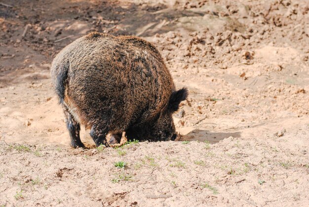 Le sanglier se promène dans la forêt réservée et regarde dans les yeux