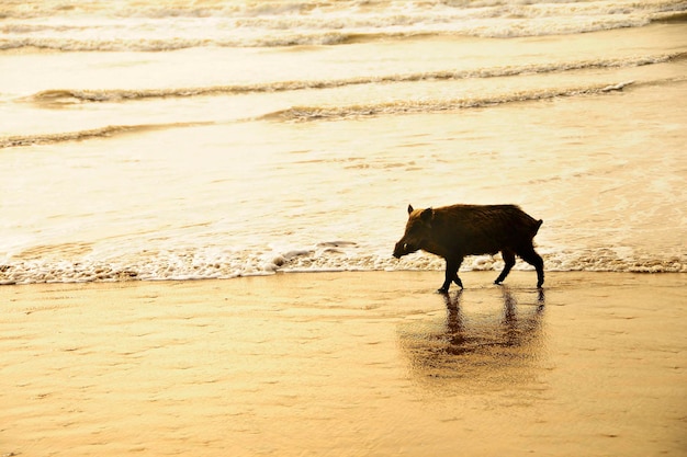 Photo le sanglier sus scrofa c'est un mammifère artiodactyle de la famille des suidés