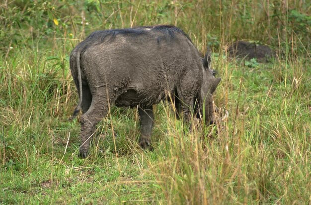 Le sanglier à verrues en Afrique