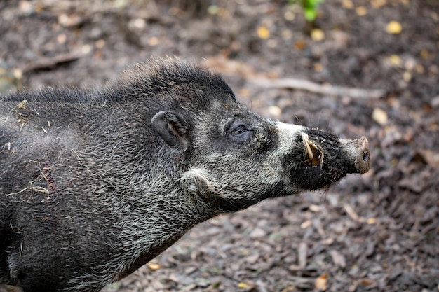 Photo sanglier en voie de disparition du porc à verrues de visayan