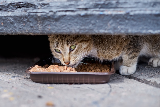 Sans-abri cateating à la rue d'un bol en plastique