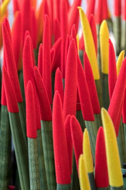 Photo une sansevieria cylindrique colorée fleurit dans le jardin