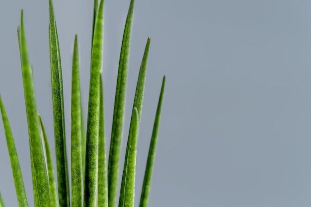 Sansevieria cylindrique sur fond gris