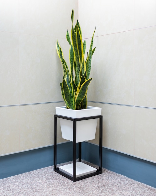 Sansevieria, Dracaena trifasciata, plante de serpent