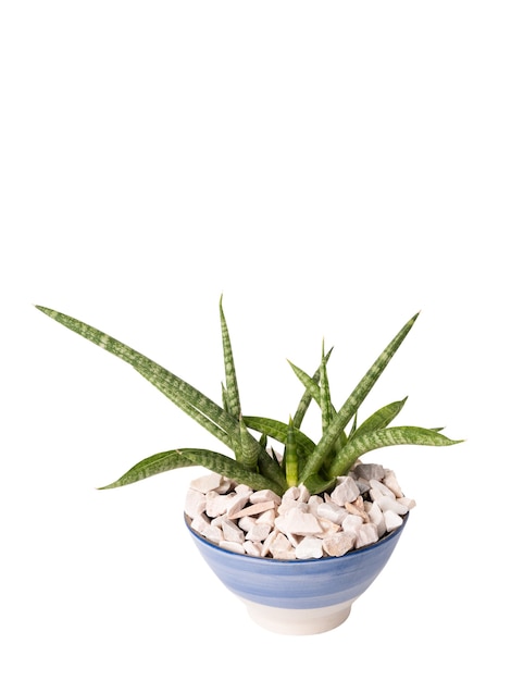 SANSEVIERIA FERNWOOD PUNK - PLANTE DE SERPENT en pot en céramique isolé sur blanc avec chemin de détourage, les arbres des plantes d'intérieur absorbent les toxines pour purifier l'air