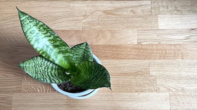 Sansevieria Hahnii sur table en bois plante d'intérieur