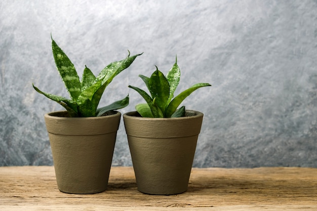 Sansevieria trifasciata ou plante de serpent en pot sur le vieux concept de maison et jardin en bois