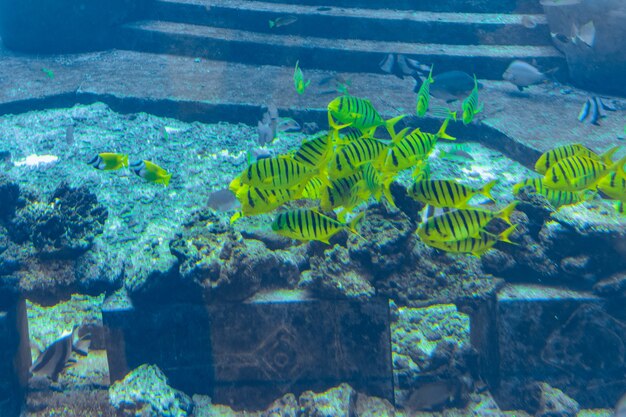 Photo sanya, hainan, chine - 19 janvier 2020 : une grande variété de poissons (plus de 500 espèces de poissons, requins, coraux et crustacés) dans un immense aquarium de l'hôtel atlantis sur l'île de hainan. sanya, chine.