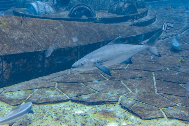 Photo sanya, hainan, chine - 20 février 2020 : une grande variété de poissons (plus de 500 espèces de poissons, requins, coraux et crustacés) dans un immense aquarium sur l'île de hainan.