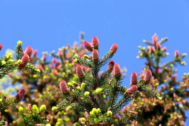 Sapin au printemps et cônes fleuris rouges sur branches avec aiguilles. Ciel bleu à la surface. belle nature