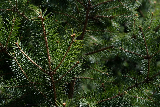 sapin bouchent