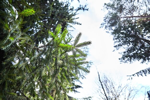 Sapin. branches d'épinette. forêt d'hiver. fermer