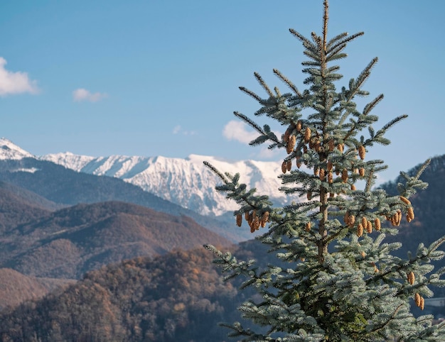 Sapin avec des cônes dans les montagnes enneigées et fond de ciel bleu