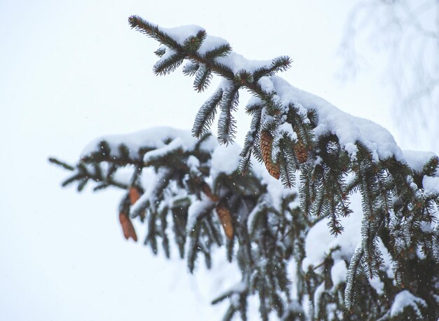 Sapin dans la neige en hiver