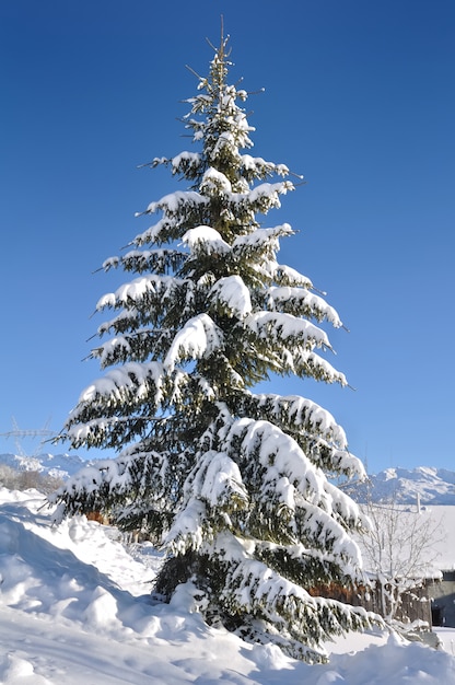 Photo sapin enneigé dans un paysage naturel