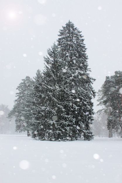 Sapin énorme dans les fortes chutes de neige