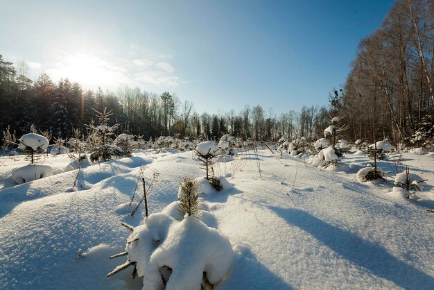 Sapin en hiver