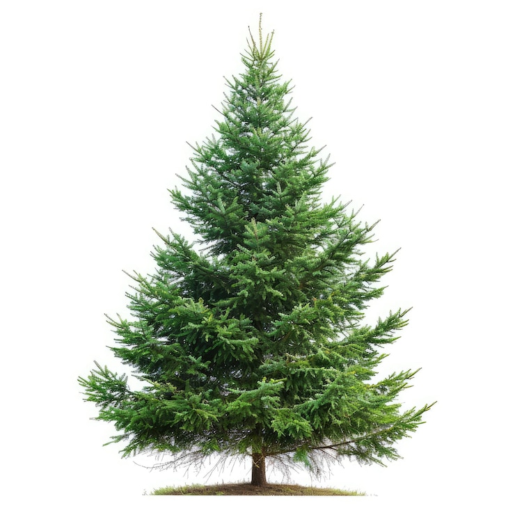 Photo un sapin isolé sur un fond blanc